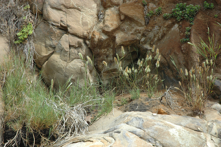 Moonstone Beach 029.jpg